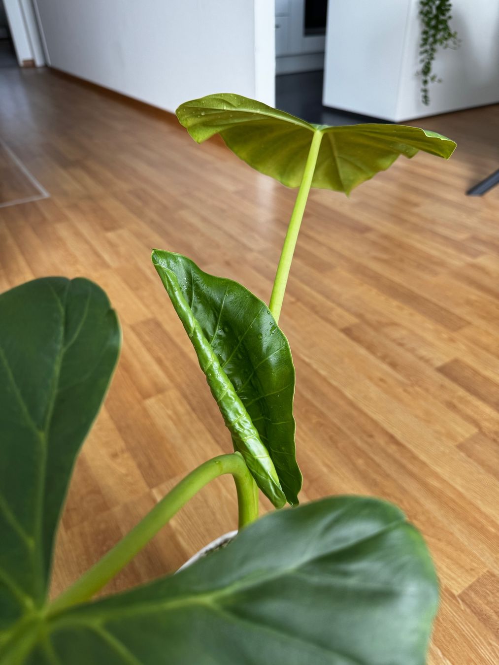 Piante & sementi: 🌱 Alocasia macrorrhiza – Usato da Niederbuchsiten venduto da GreenGems 1