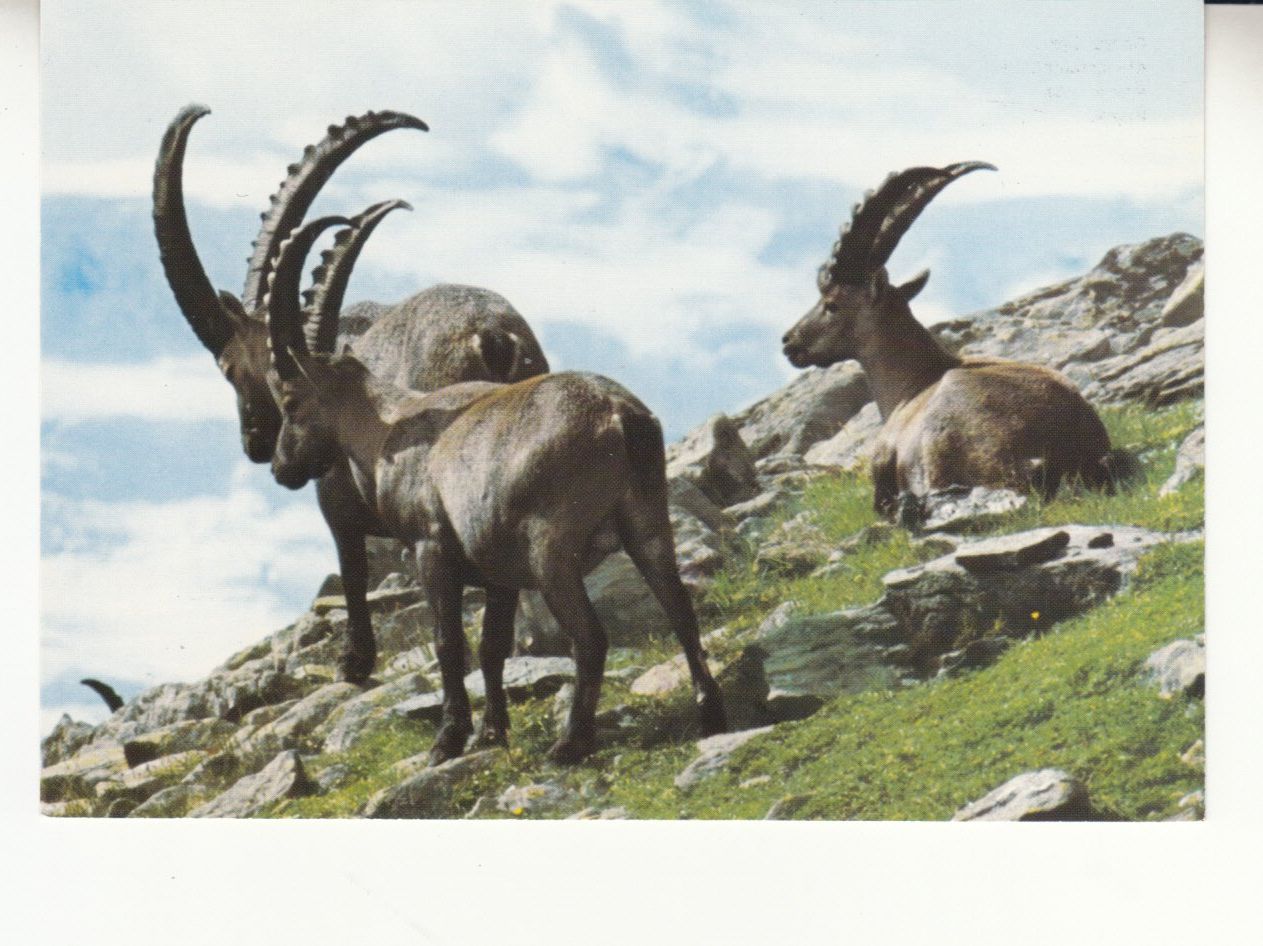 Ansichtskarten: Steinböcke ca. 1980 – Gebraucht aus Bürglen TG von StampGraf