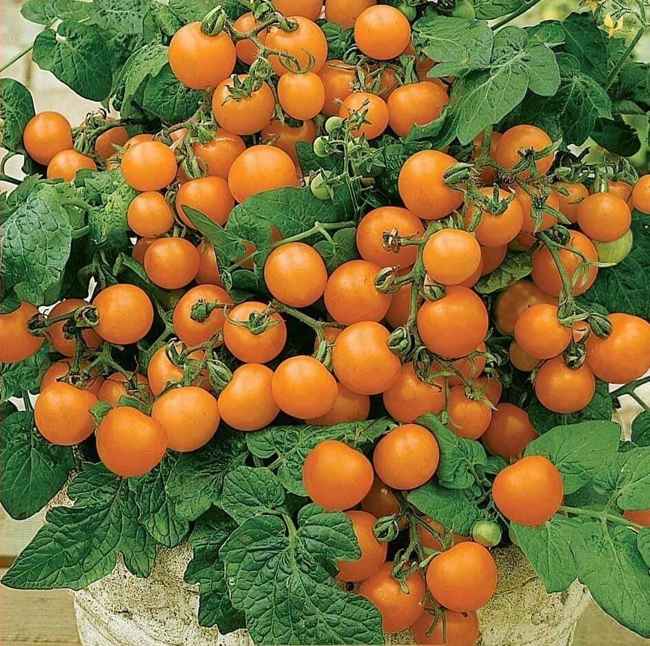 Piante & sementi: 50 Samen Balkontomate VENUS Orange – Nuovo (secondo la descrizione) da Ehrendingen venduto da VerveinaSamen