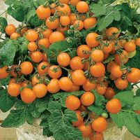 50 Samen Balkontomate VENUS Orange