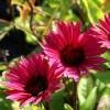 Piante & sementi: Echinacée rose 'Fatal Attraction'  2 plants – Nuovo (secondo la descrizione) da Bremblens venduto da FIBONACCI369 1