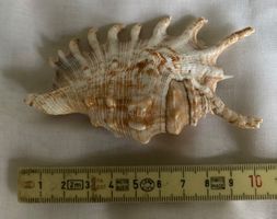 Muschel / Meeresschnecke mit vielen Stacheln