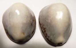 2 SELTENE CYPRAEA MONETARIA CAPUTSERPENTIS-MUSCHELN-OVERCAST