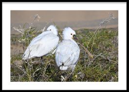 🖼️ Gerahmtes Naturbild "Löffler auf Fuerteventura" 50×70cm