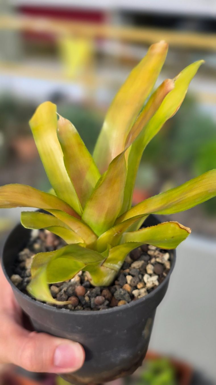 Piante & sementi: Bromelia – Nuovo (secondo la descrizione) da Zürich venduto da The_Plant_Wizard 1