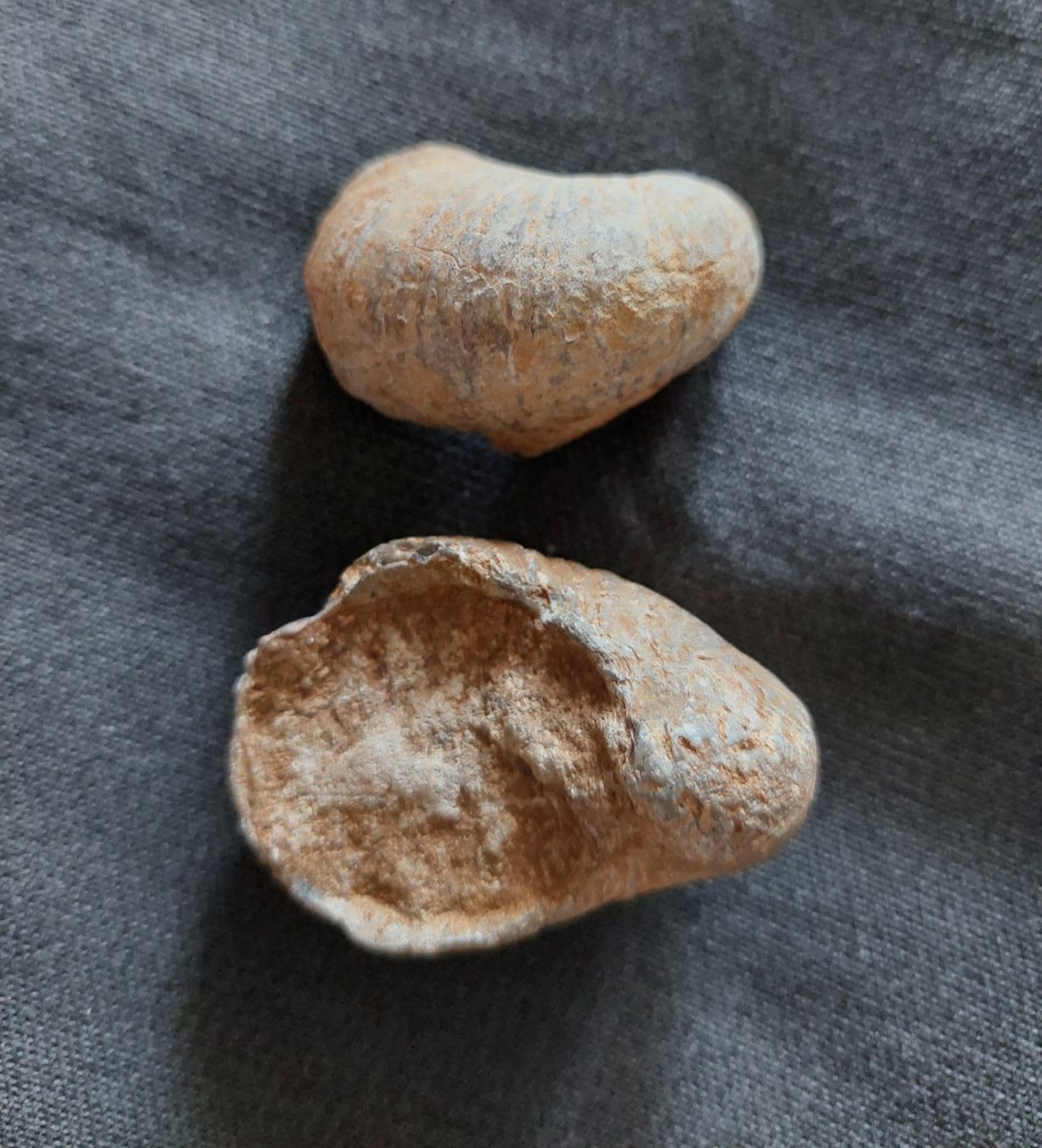 Fossili: Versteinerungen: Austern – Usato da Schaffhausen venduto da Rosenmund 1