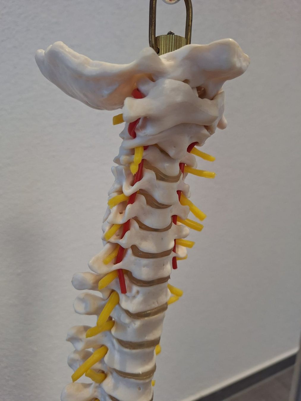 Attrezzature mediche: Flexibles Wirbelsäulenmodell mit Stativ – Nuovo (secondo la descrizione) da Birr venduto da Ghostpower1958 2