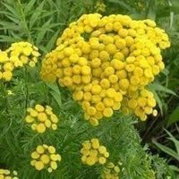Tanaisie ! Rare plante médicinale ! +50g