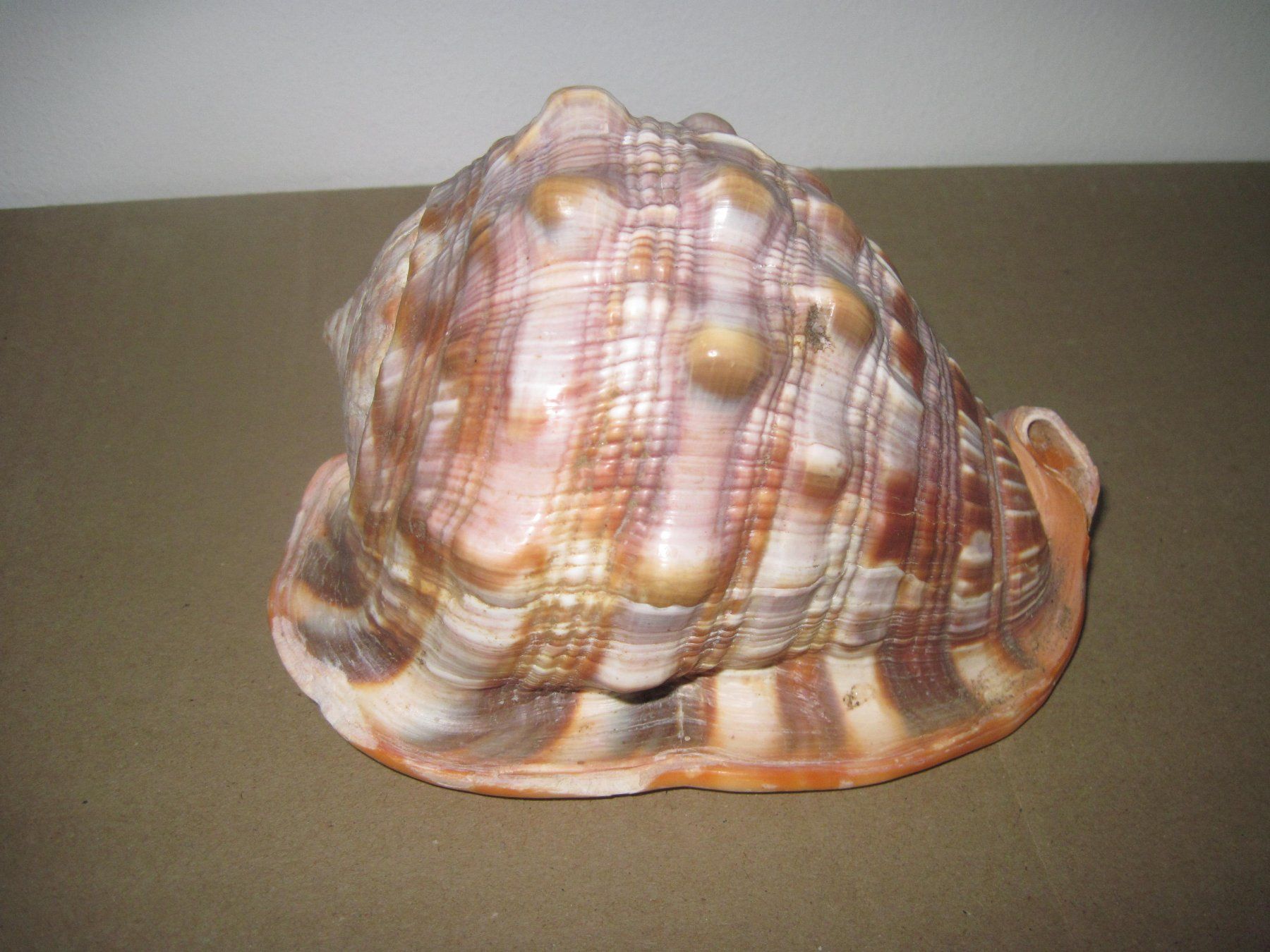 Fossili: Meeresmuscheln – Usato da Weinfelden venduto da Frosch467 2