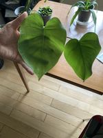 Monstera Deliciosa Pflanze Ableger im Topf 