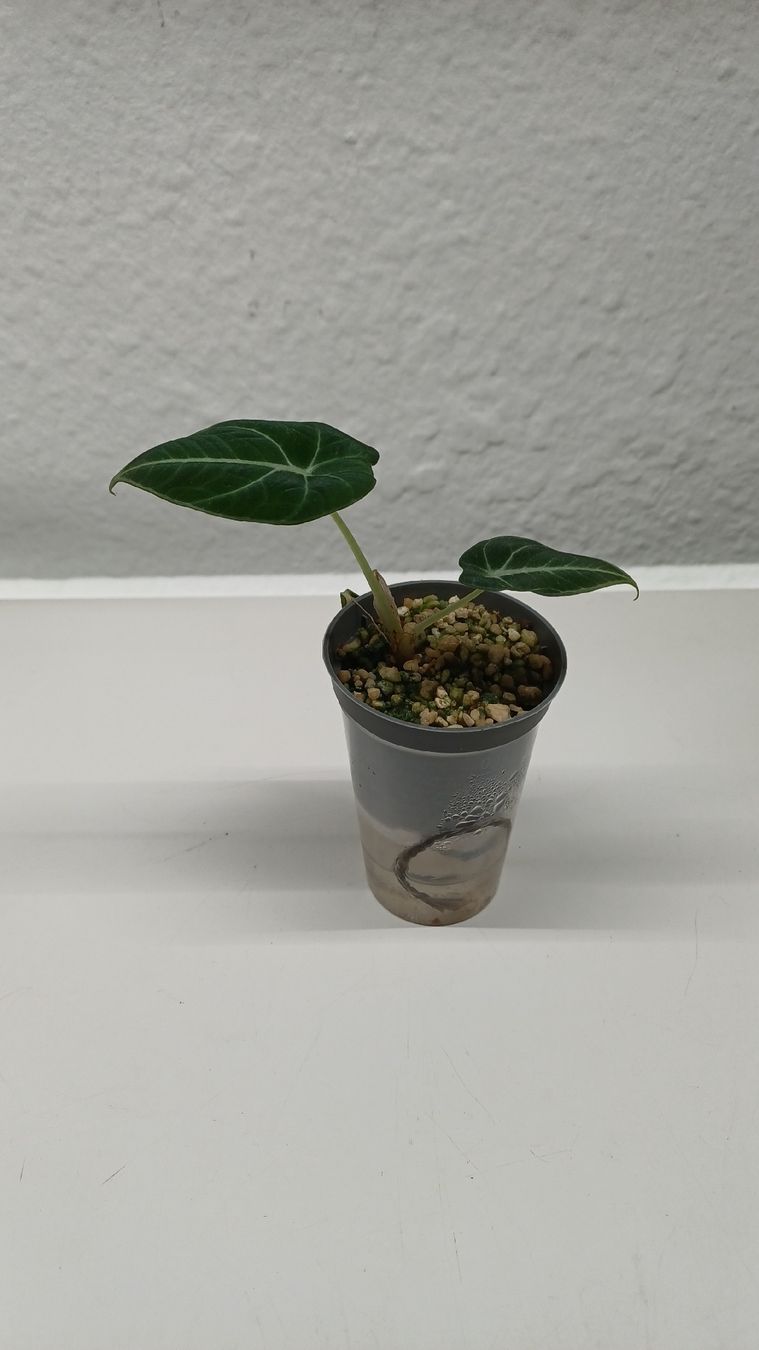 Plantes & graines: Monstera – D'occasion à Bern par uwi_8t7x 1