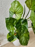 Syngonium T24– rooted baby plant mint mottled variegation 🌿