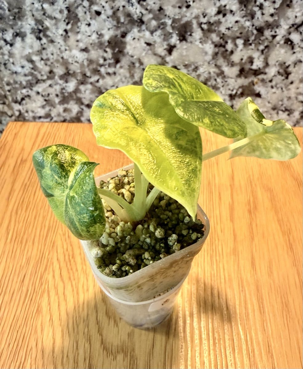 Pflanzen & Samen: Alocasia Melo Aurea – Gebraucht aus Kaiseraugst von dka_b97z 1