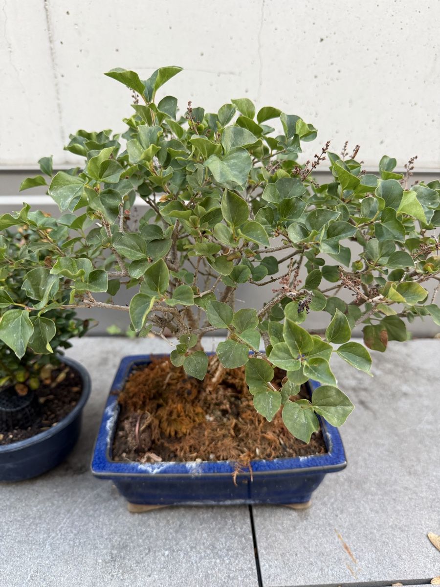 Piante & sementi: Bonsai und Pre Bonsai – Usato da Ennetbaden venduto da miboo 2