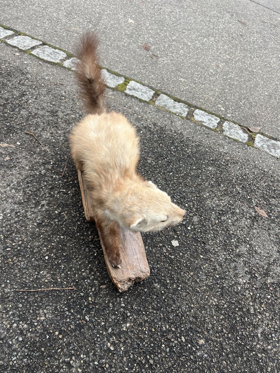 Il mondo degli animali: Murmeltier ausgestopft – Usato da Hallau venduto da 13gs 2