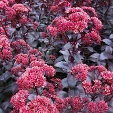 Piante & sementi: Sedum purpel emplorer – Nuovo (secondo la descrizione) da Ibach venduto da chaemilochhobbygarte