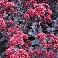 Sedum purpel emplorer