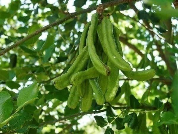 Piante & sementi: CAROUBIER  plant 10-15cm – Nuovo (secondo la descrizione) da Bremblens venduto da FIBONACCI369 2