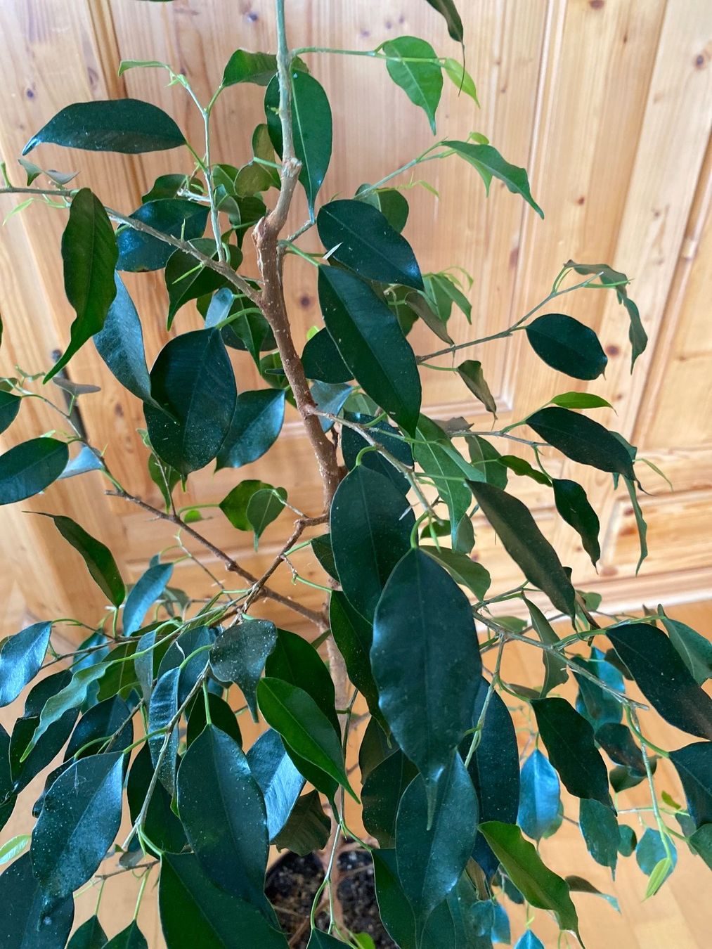 Piante & sementi: Ficus – Usato da Malans GR venduto da mirra1020 2
