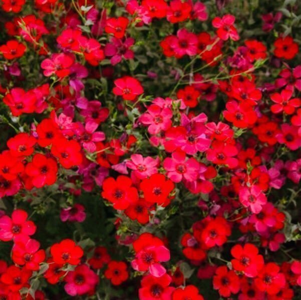 Piante & sementi: 30 Samen  Grossblumiger Lein RUBRUM ROT – Nuovo e nell'imballaggio originale da Rovio venduto da POSITIFFARTandPLANTS 6