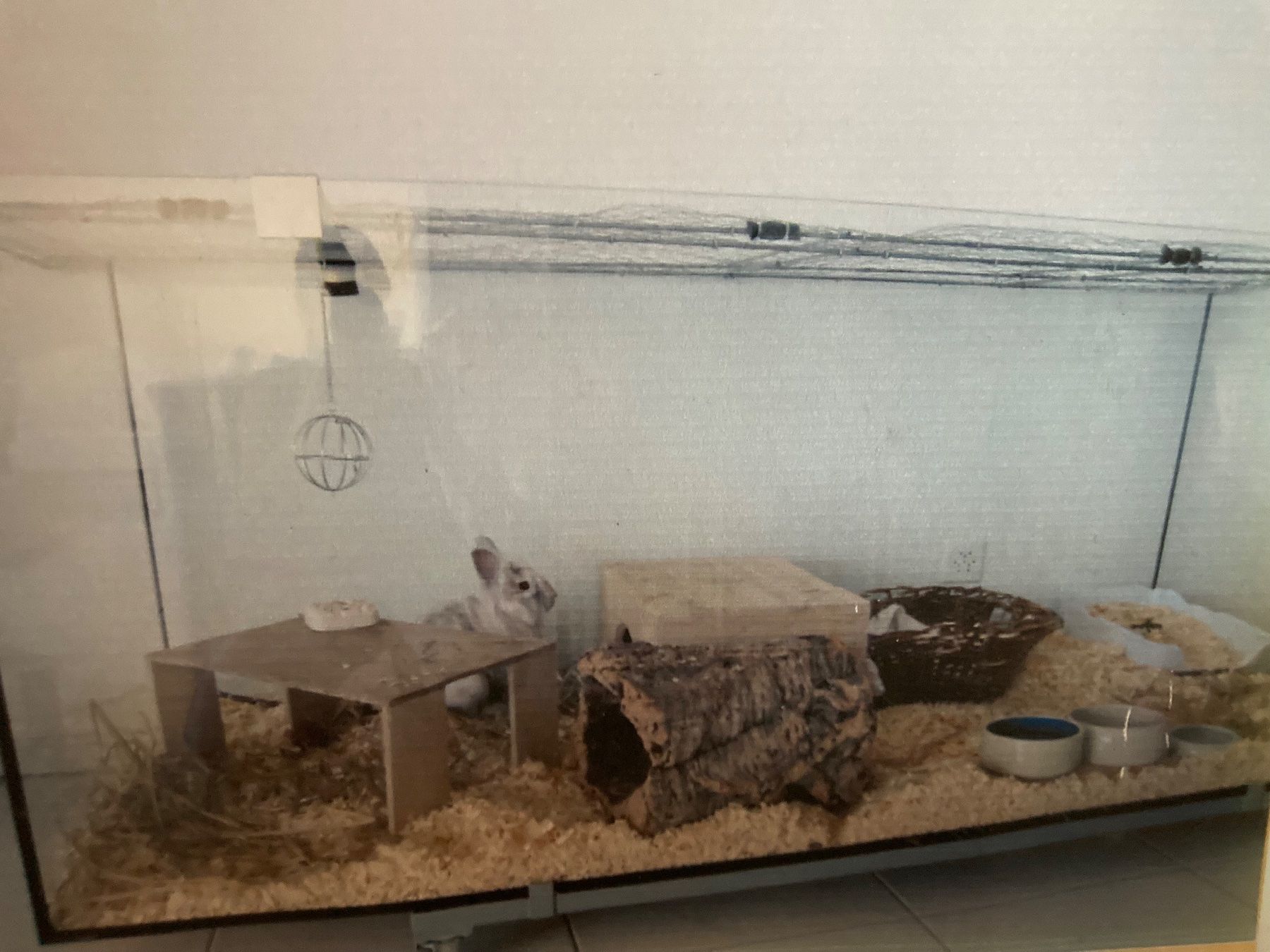 Terrario: Terrarium Glas – Usato da Kleindöttingen venduto da mar_2rpm 5