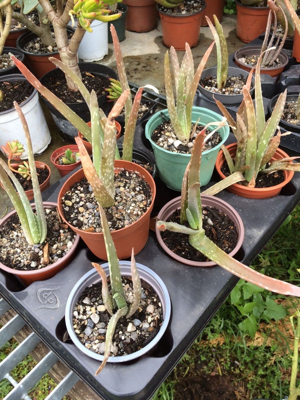 Piante & sementi: Aloe vera – Nuovo (secondo la descrizione) da Vinelz venduto da Wellensittich55 8