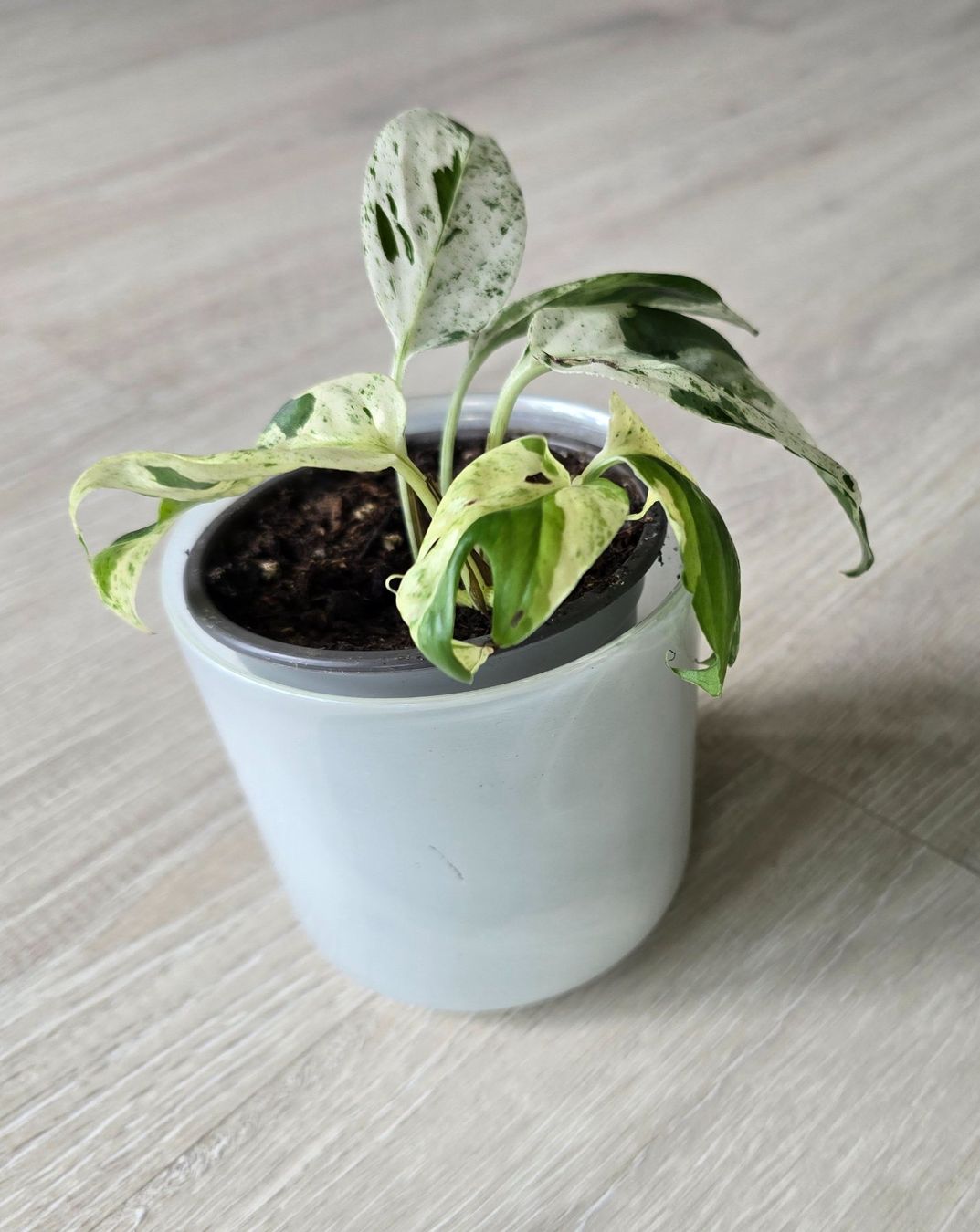 Piante & sementi: Epipremnum marble variegata – Nuovo (secondo la descrizione) da Aarburg venduto da Glitzerschein 2