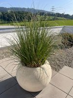 Globe Pflanzentopf mit Pampagras, für Garten oder Terrasse