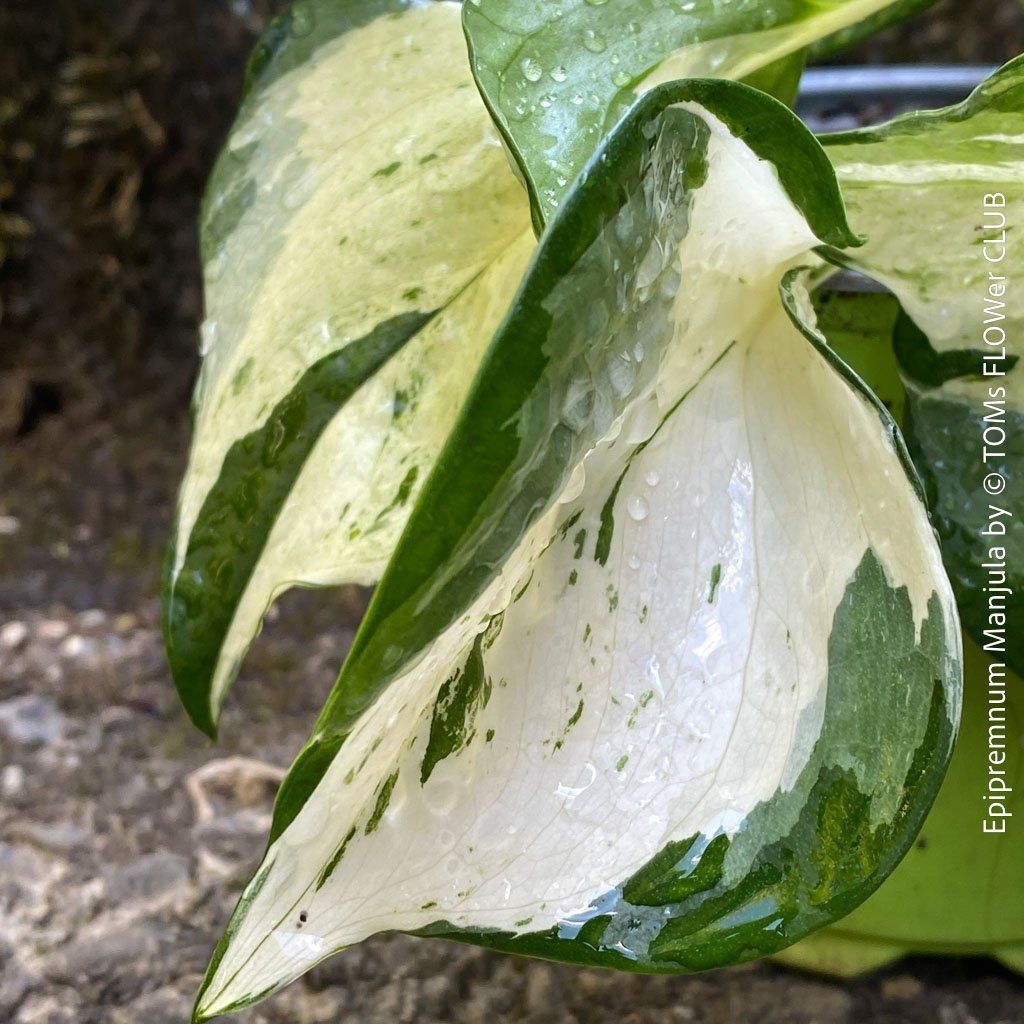Piante & sementi: Epipremnum Manjula - sie wird Dich verzaubern... 100% Bio – Nuovo e nell'imballaggio originale da Adliswil venduto da astom369 2