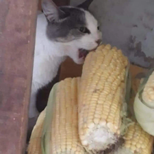 Profile image of pukalized