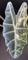 🤩Alocasia Sanderiana Bull Aurea Variegata Rhizom 