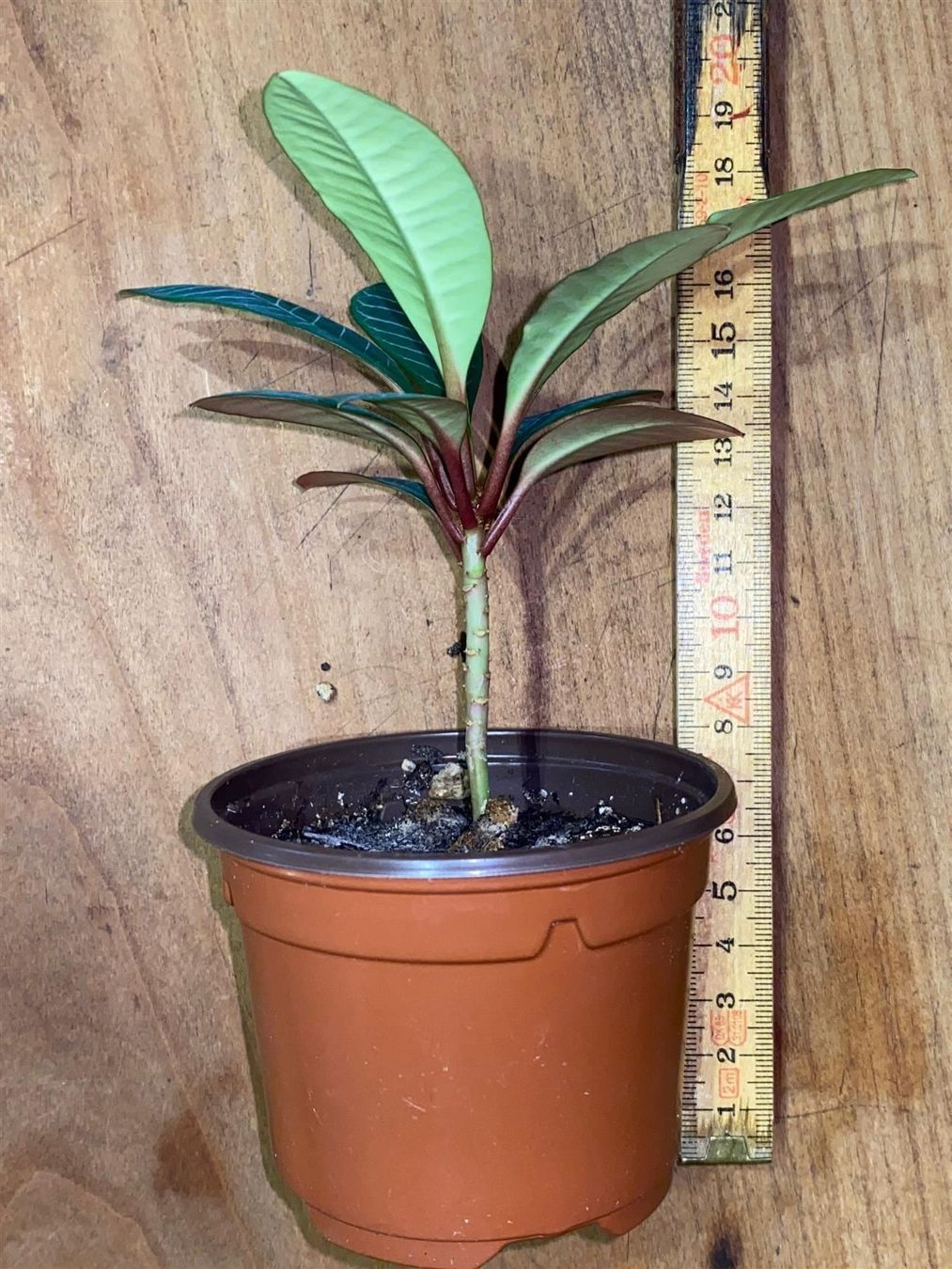 Piante & sementi: Madagaskar-Juwel/junge Spuckpalme – Nuovo (secondo la descrizione) da Winterthur venduto da Aniger 2