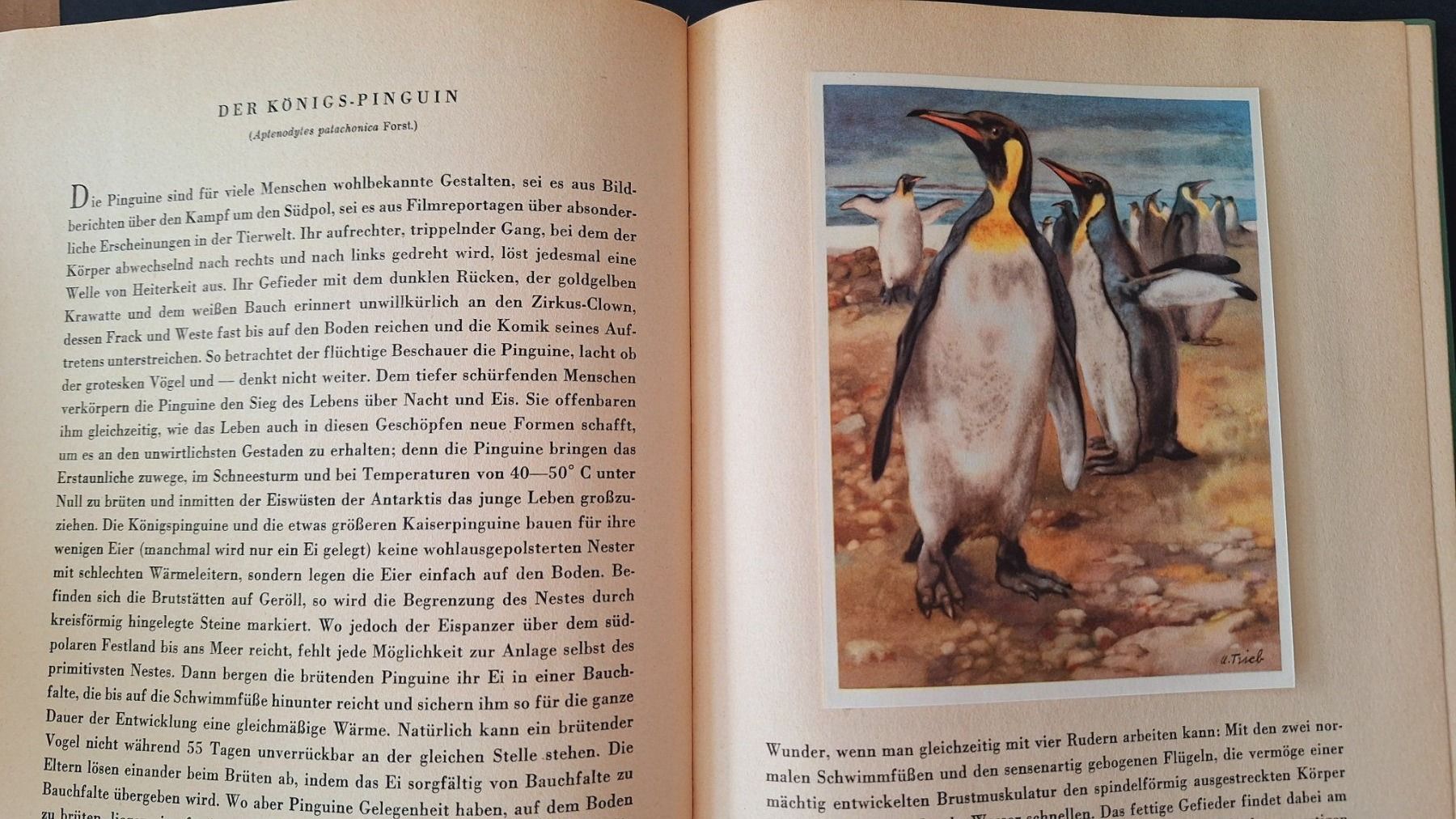 Libri: Tiere aus aller Welt,  Silva Buch – Usato da Zürich venduto da t24_de 4