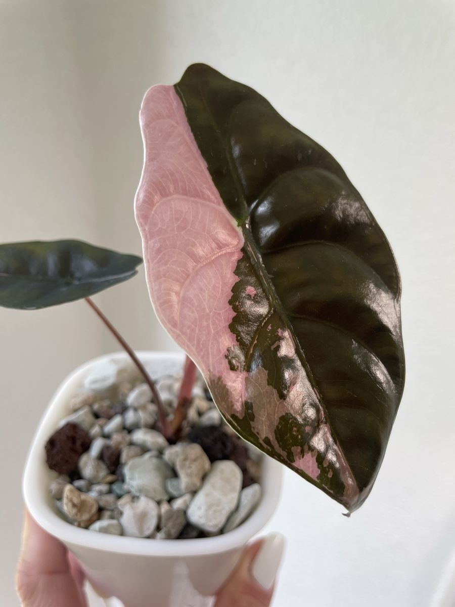 Piante & sementi: Alocasia Chantrieri Pink Variegata – Nuovo (secondo la descrizione) da Watt venduto da anics.plants 1