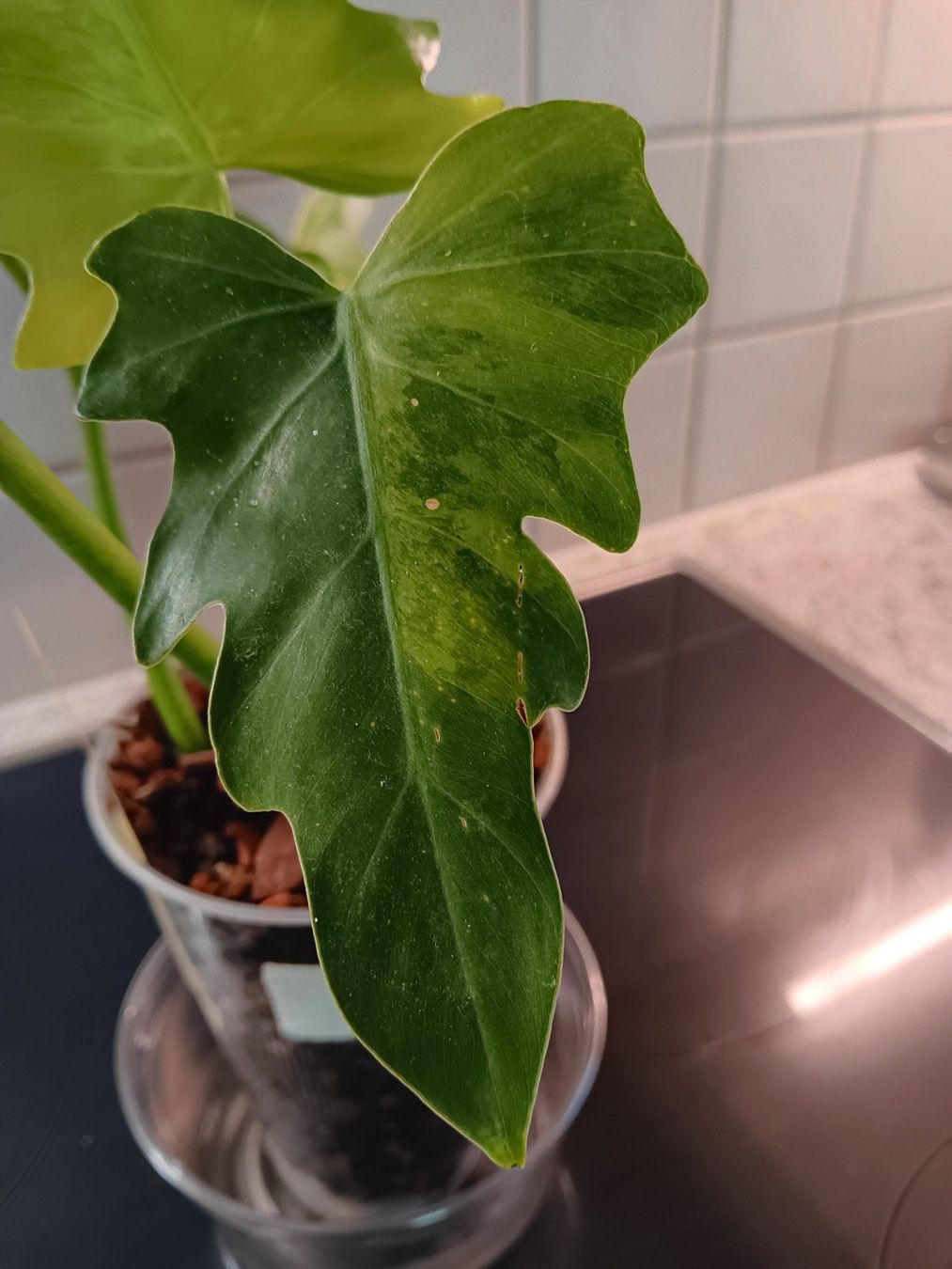 Piante & sementi: Philodendron Radiatum Variegata – Usato da Neerach venduto da Pudelmax 4