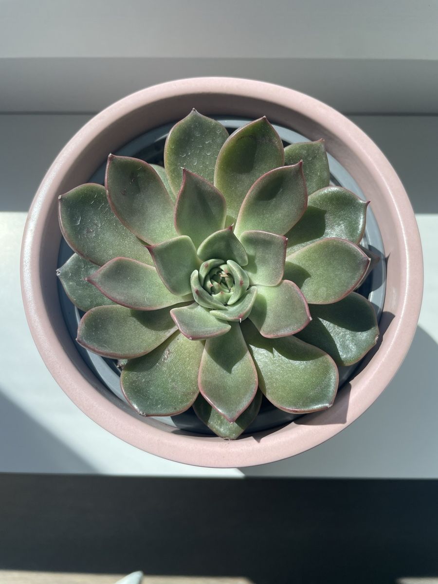 Piante & sementi: Echeveria succulent in pink ceramic pot – Usato da Uster venduto da momogarden