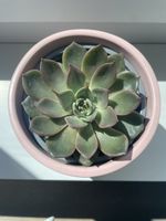 Echeveria succulent in pink ceramic pot