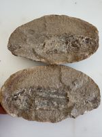 Versteinerung Fish Fossil Stones Prehistoric Find Rare Set