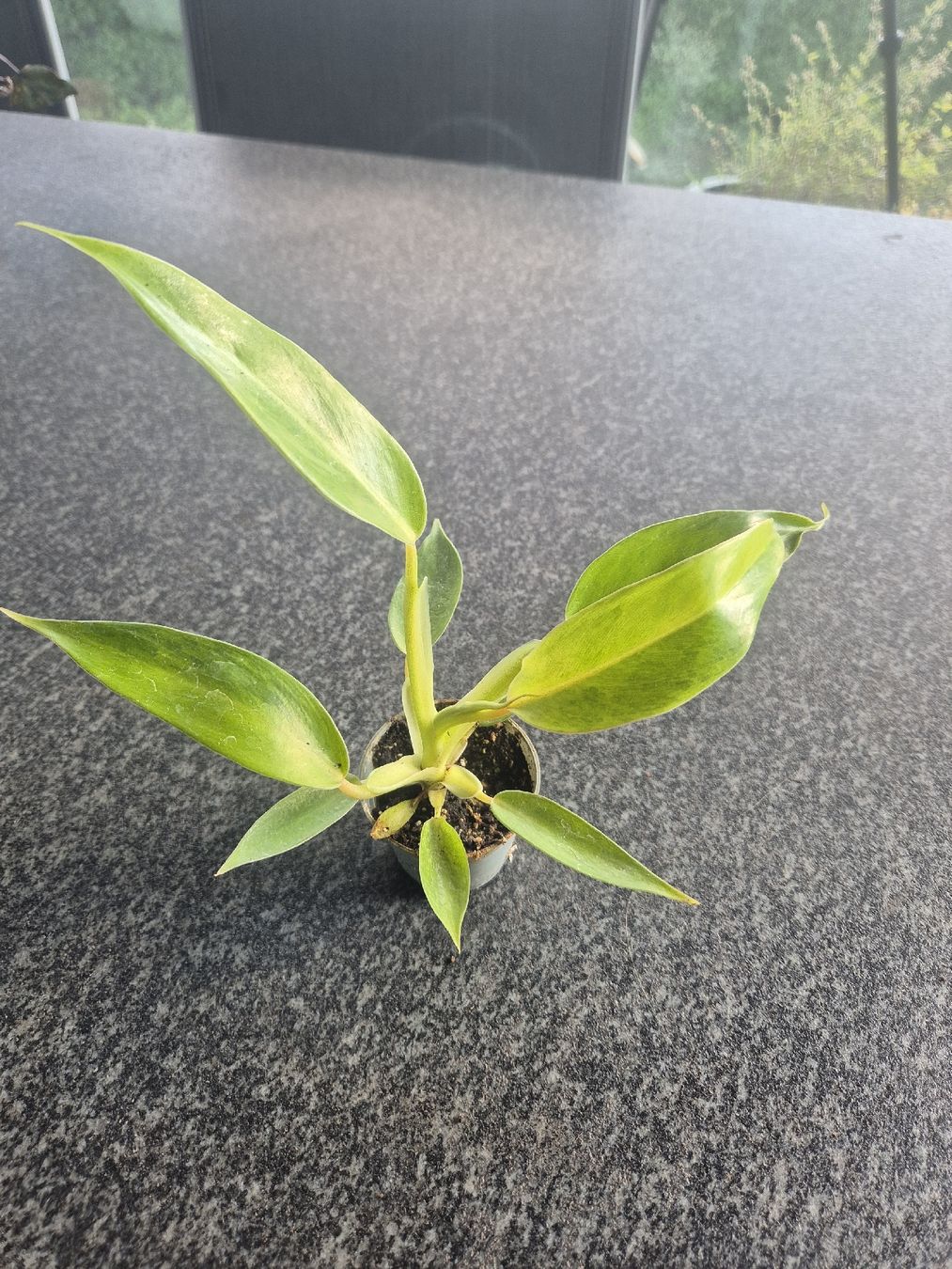 Piante & sementi: Philodendron – Usato da Urtenen-Schönbühl venduto da Pflanzenherberge 1