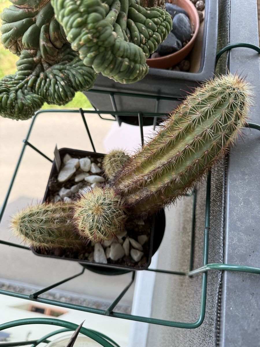 Plantes & graines: Echinocereus chloranthus  – D'occasion à Rorbas par SimS0n 1