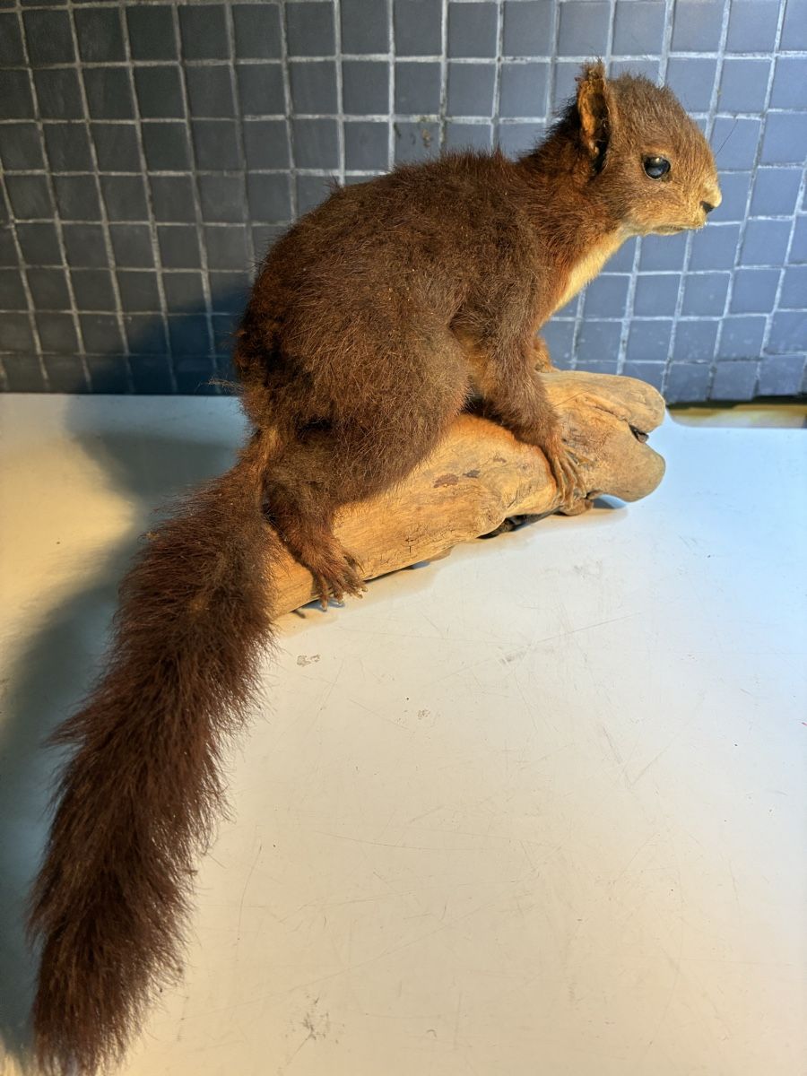 Il mondo degli animali: Écureuil naturalisé vintage - Eichhörnchen gestopft – Usato da La Neuveville venduto da Canelle4 7