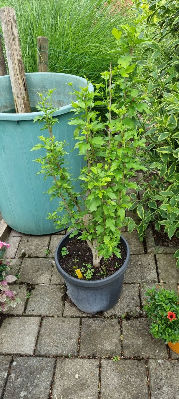 Piante & sementi: Pflanze im Topf: Eibisch lila Blüten – Usato da egliswil venduto da Maggy6 1
