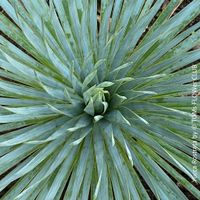 Yucca Rostrata - winterharte Yucca für sonnigen Balkon