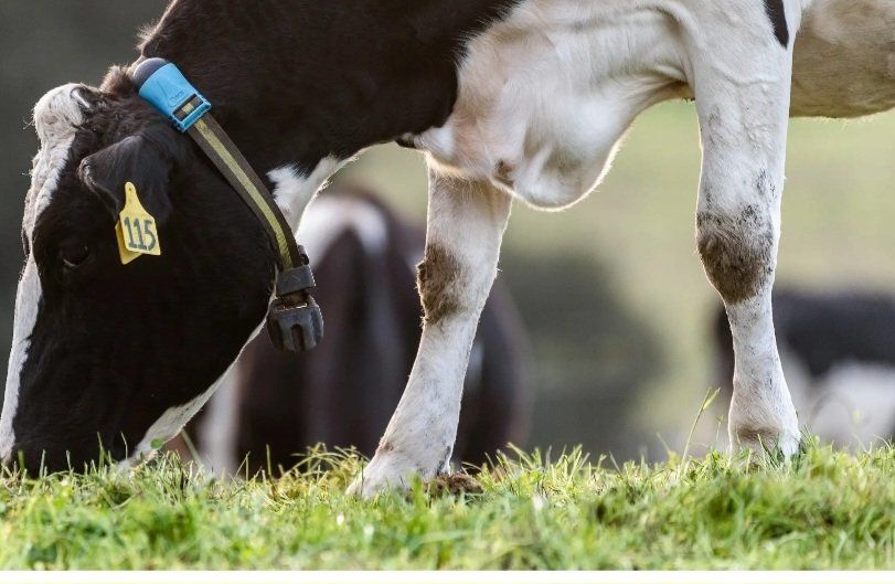 Lely Tutte le macchine: Sensehub – Usato da Oberthal venduto da anu_p7c5