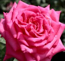 Rose Theahybrid "TRANDAFIR" Farbe PINK (Stamm 50cm +Wurzel)