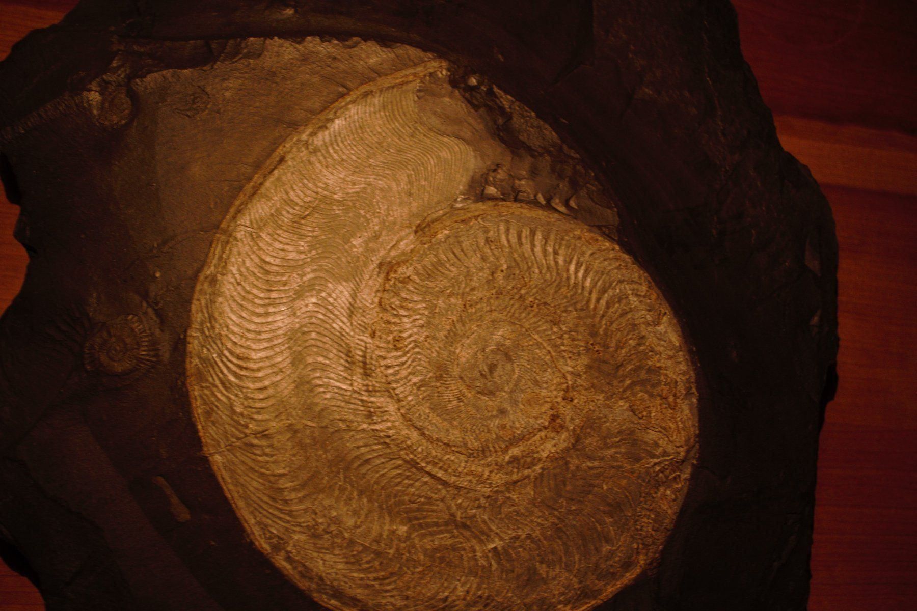 Fossili: Grosser Ammonit in Schiefer. – Nuovo (secondo la descrizione) da Besenbüren venduto da teluride89 2