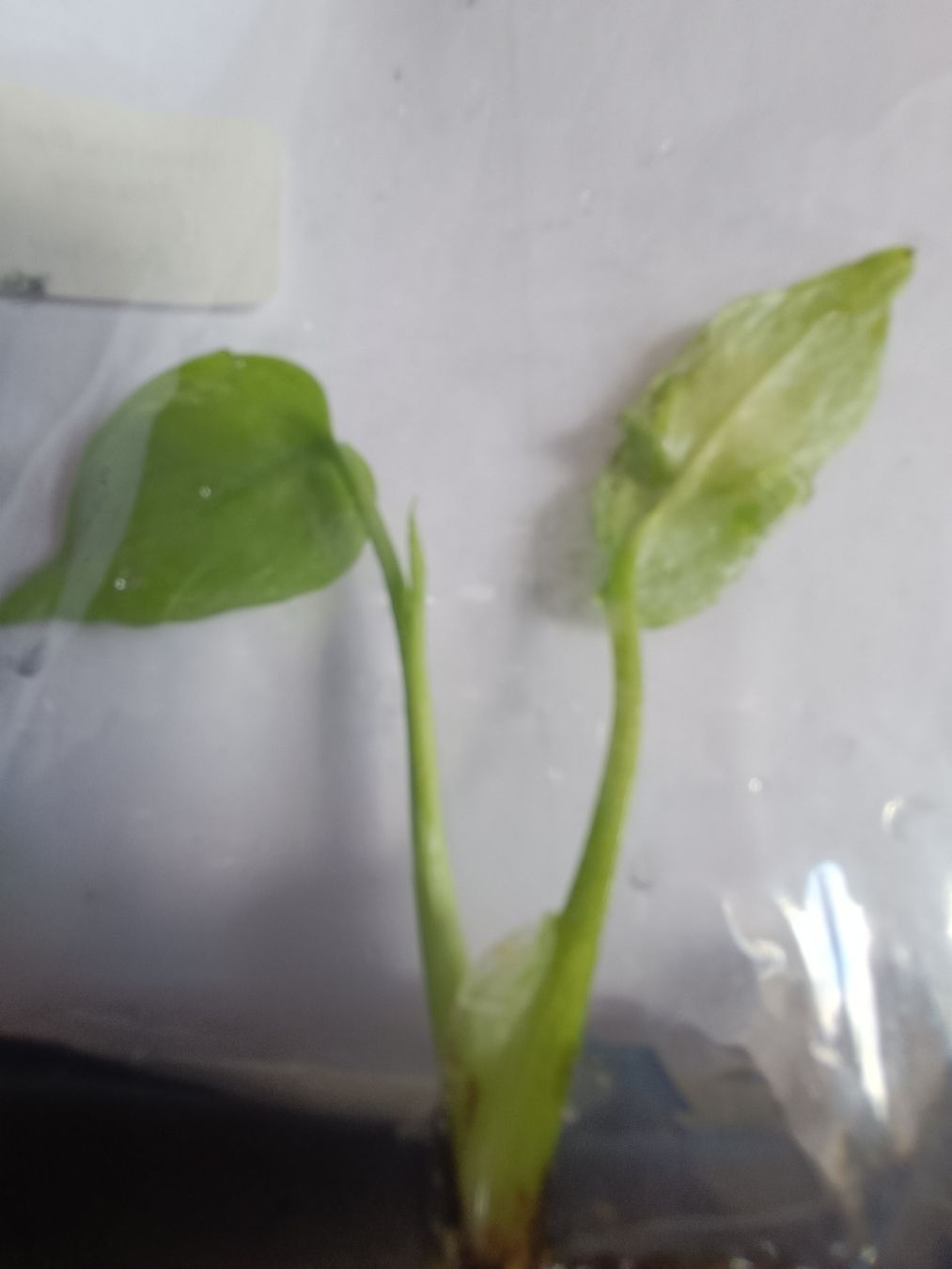 Plantes & graines: Monstera Devil TC  – Neuf avec emballage d'origine à St-Aubin-Sauges par may_2yrv 3
