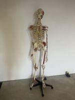 Anatomie Modell Skelett mit Muskelansätzen, auf Stativ
