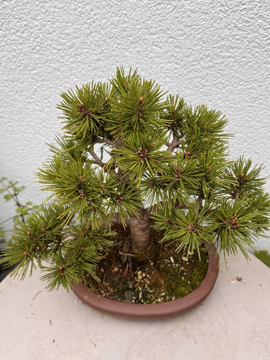 Piante & sementi: Bonsai/Pinus Mugo – Usato da Münchwilen TG venduto da baluzi3 3