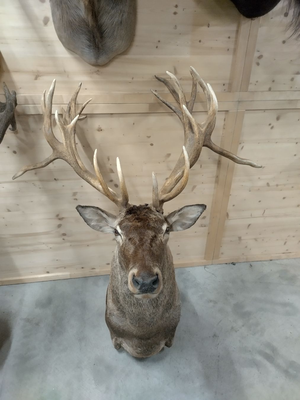 Il mondo degli animali: Rothirsch-Trophäe Hirschgeweih Jagdtrophäe Deko Hirschkopf – Nuovo (secondo la descrizione) da Wettingen venduto da Bwalti 3